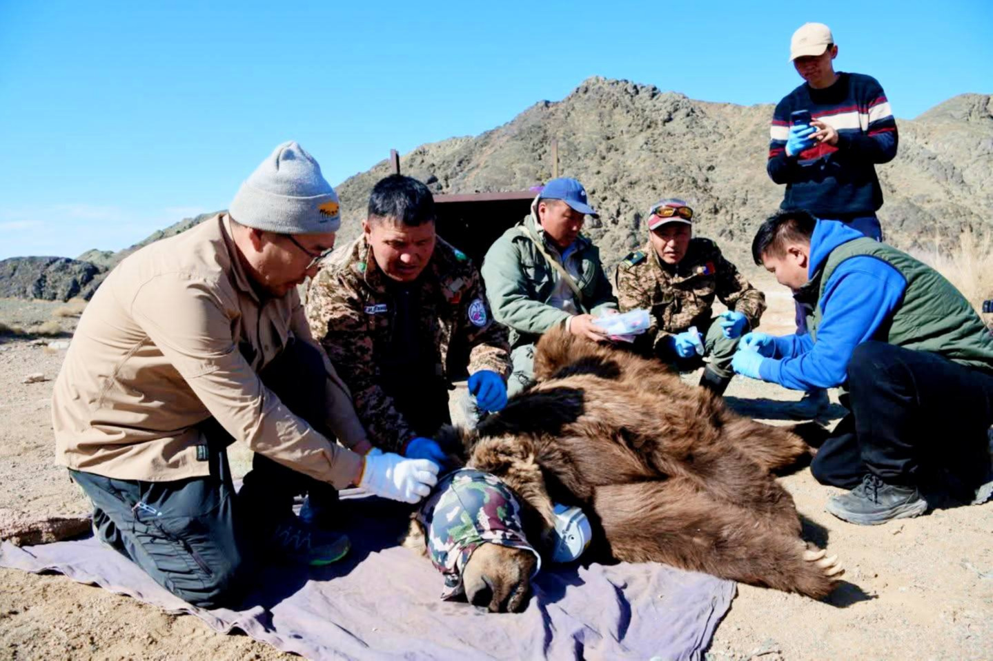 Мазаалай баавгайд сансрын дохиолол бүхий хүзүүвч зүүлээ